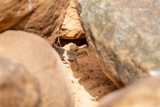 Agame zwischen Steinen in Azuogui, Mauretanien