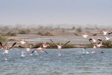 Flamingos im Djoudj Nationalpark, Senegal