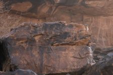 Klippschliefer auf einem großen Felsenblock in Azougui Mauretanien